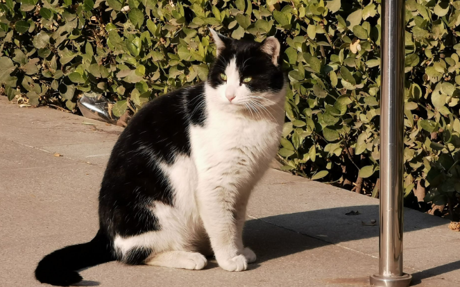 为什么奶牛猫的寿命短 为什么奶牛猫的寿命短