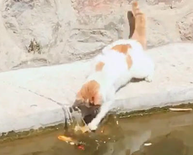 猫咪待在河边一动不动，接着发生的一幕，在场网友直呼：神操作 