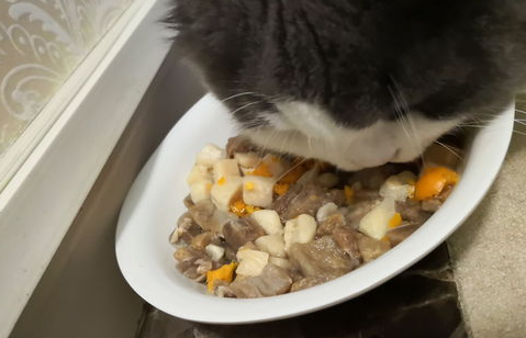 猫不吃猫粮只吃冻干怎么办？