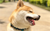 柴犬可以吃什么蔬菜？柴犬能吃的蔬菜有很多！