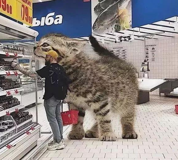 他“养”了一只3米高的猫，私密照曝光后，83万人云撸猫