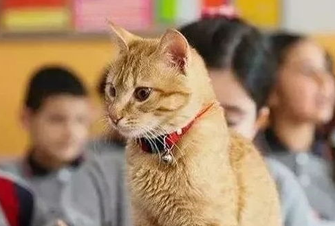 橘猫性格太凶了怎么办? 橘猫性格太凶了怎么办?