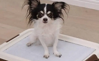 幼犬定点上厕所训练