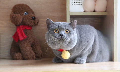 科普：猫尿不出来尿血怎么办？