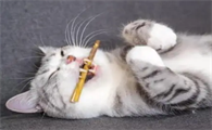 猫咪为什么要乱咬东西呢怎么回事