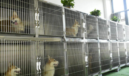 青岛犬舍哪个靠谱