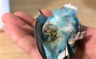 虎皮鹦鹉拉稀该怎么办呢