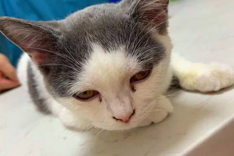 猫鼻子不通气不吃饭怎么办? 猫鼻子不通气不吃饭怎么办?