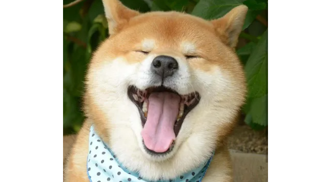柴犬咬猫,柴犬咬猫的原因? 柴犬咬猫,柴犬咬猫的原因?
