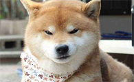 柴犬可以吃什么？以下几种食物是柴犬理想的食物！