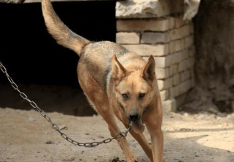为何你家幼犬狗狗常生病了呢？喂食狗狗蛋白粉增强免疫了吗？