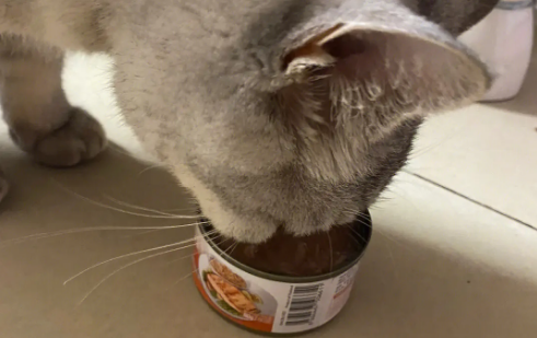 湿鼻子猫罐头怎么样