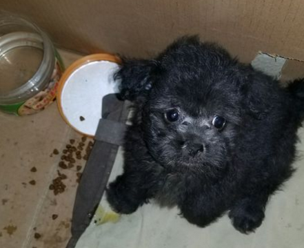 从朋友那领养了一只黑色小泰迪,养了2个月后,朋友一看悔哭了! 从朋友那领养了一只黑色小泰迪,养了2个月后,朋友一看悔哭了!
