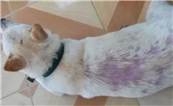 狗狗皮肤病用人类什么药