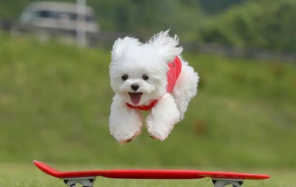 不同年龄段的狗狗体检项目介绍