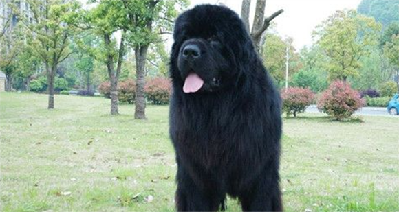 纽芬兰犬详细辨别怎么看? 纽芬兰犬详细辨别怎么看?