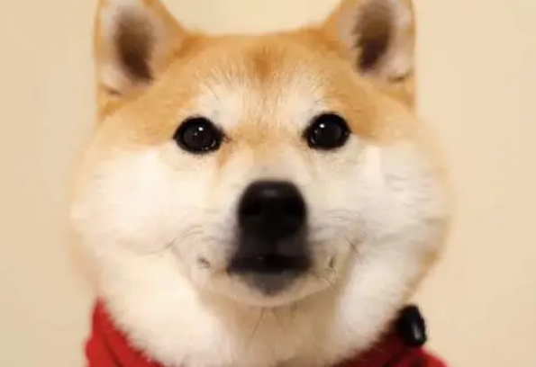 柴犬尾巴不蓬松,柴犬尾巴不蓬松的原因? 柴犬尾巴不蓬松,柴犬尾巴不蓬松的原因?