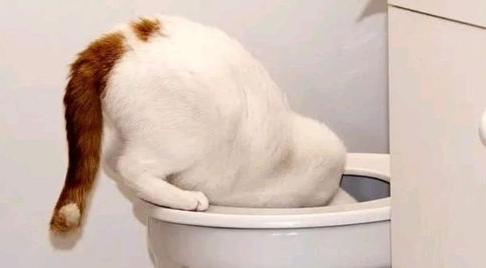 猫咪吐血水怎么办?猫咪吐血水怎么治疗? 猫咪吐血水怎么办?猫咪吐血水怎么治疗?