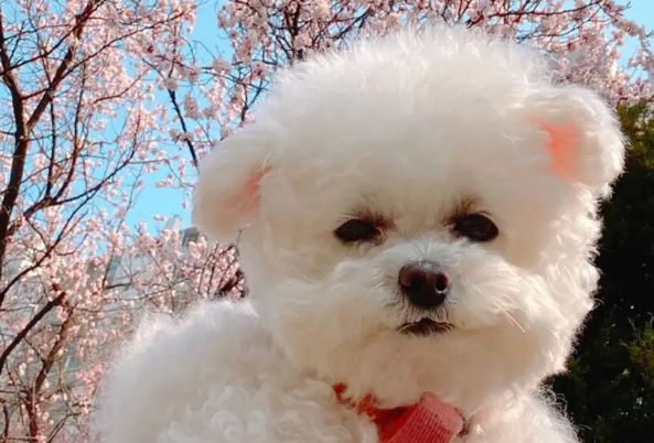 狗狗犯癫痫应该怎么办? 狗狗犯癫痫应该怎么办?