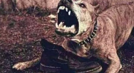古代人被疯狗咬了怎么办?