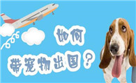 宠物出国需要什么手续