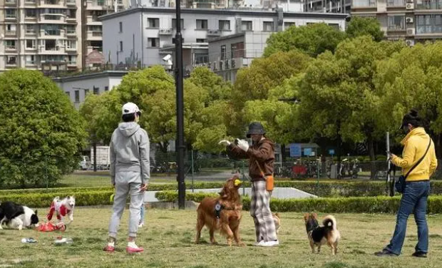 谁家有狗借我遛遛?年轻人如今爱玩“共享式”遛宠 谁家有狗借我遛遛?年轻人如今爱玩“共享式”遛宠