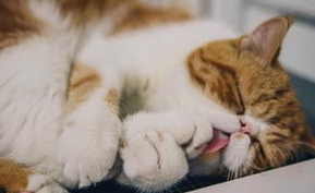 猫咪嘴巴很臭怎么办?铲屎官看过来 猫咪嘴巴很臭怎么办?铲屎官看过来
