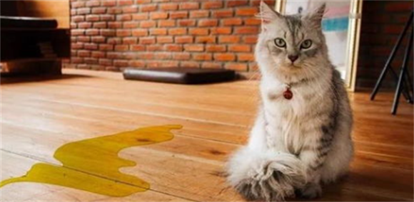 猫尿颜色深褐色怎么办？