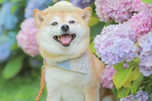 柴犬早上必须遛吗？遛柴犬的好处有哪些？