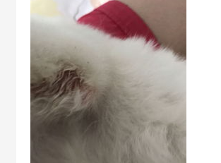 兔子爪子抓出血怎么办?家兔爪子抓手流血了需要打针吗? 兔子爪子抓出血怎么办?家兔爪子抓手流血了需要打针吗?