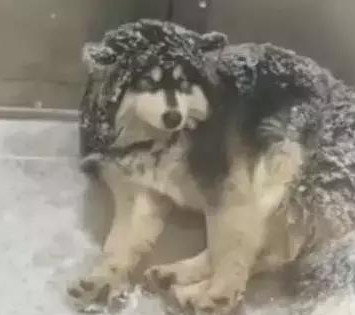 主人狠心把狗狗赶到雪地里睡觉，路人看见后却拍手叫好！