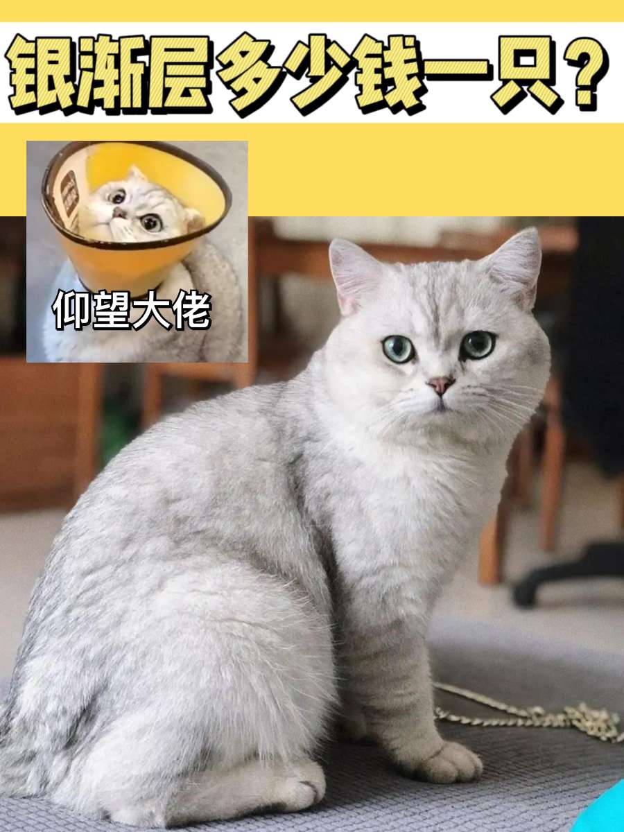 银渐层多少钱一只?它和英短是什么关系? 银渐层多少钱一只?它和英短是什么关系?
