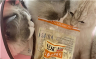 猫能吃鱿鱼吗为什么