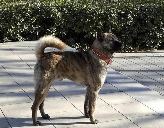 虎斑犬为什么那么贵