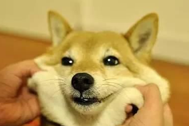 秋田和柴犬哪里有卖?怎样挑选到满意的秋田和柴犬? 秋田和柴犬哪里有卖?怎样挑选到满意的秋田和柴犬?