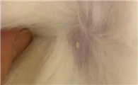 猫肚子上有凸起的小肉粒是什么啊