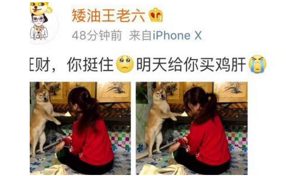 小主人弄撒了大人的化妆品，结果柴犬光荣的成了“替罪汪”！ 