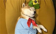 柴犬一天吃多少？一般来说柴犬每天只要吃七分饱