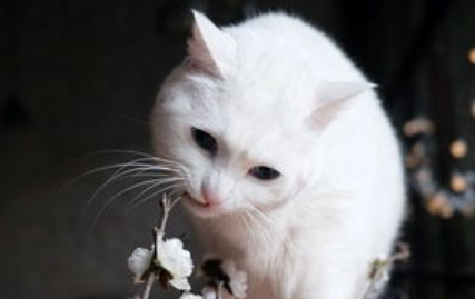 猫眼膜炎怎么办?猫咪眼膜炎用什么眼药水?(图2)