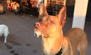 狗狗得了狂犬病能活多久?不妨来看看吧 狗狗得了狂犬病能活多久?不妨来看看吧
