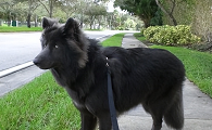 蓝湾牧羊犬中国有卖吗