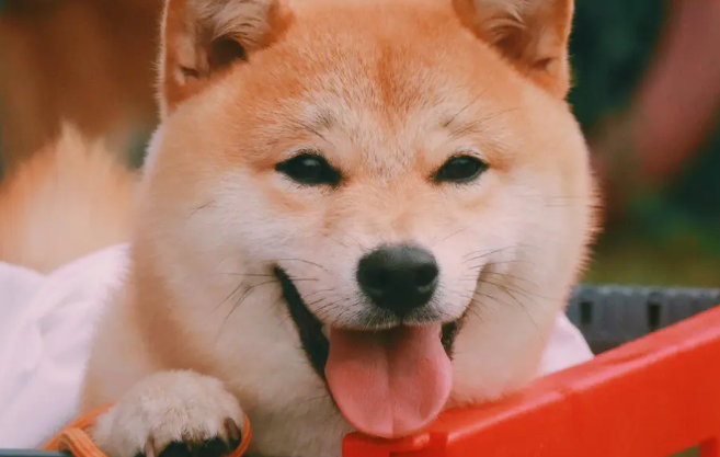 纯种柴犬好养吗咬人吗？纯种柴犬的特点有哪些？