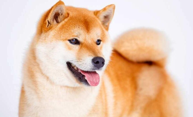 柴犬有几种颜色?白柴最少的原因是什么?