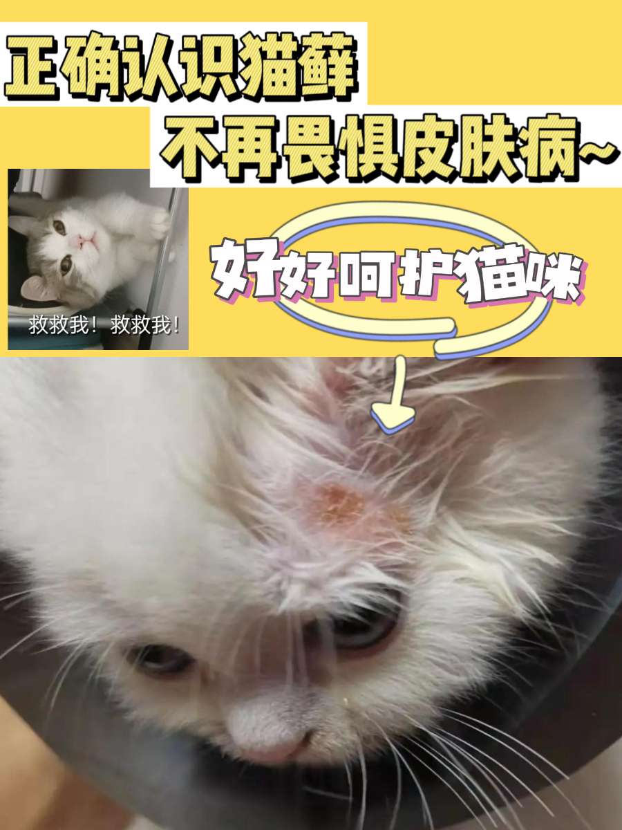 正确认识猫癣,从此不再畏惧爱宠皮肤病~ 正确认识猫癣,从此不再畏惧爱宠皮肤病~