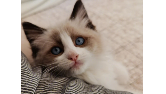 猫吐毛球怎么办？猫吐毛球怎么办？