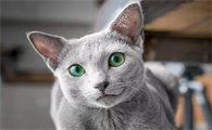 俄罗斯蓝猫被制裁