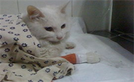 猫咪长期拉稀怎么办?来了解下吧