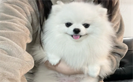 博美最大能长多大体重
