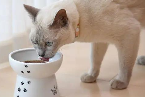 怀孕母猫打喷嚏怎么办？怀孕的母猫一直打喷嚏？