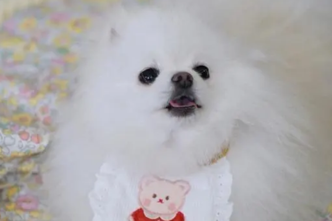 如何给博美犬进行美容打扮? 如何给博美犬进行美容打扮?